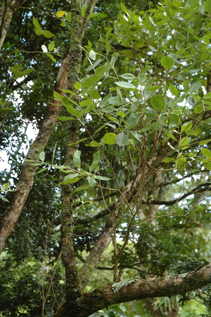 Metrosideros macropus habit