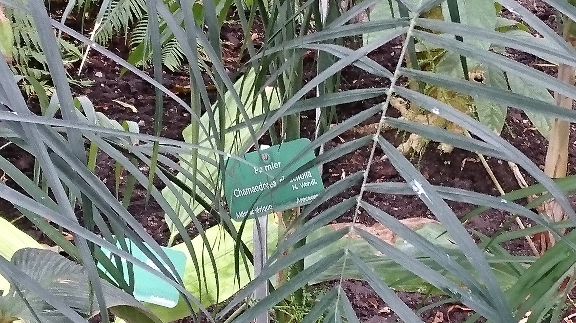 Chamaedorea glaucifolia — search result for 'Chamaedorea'