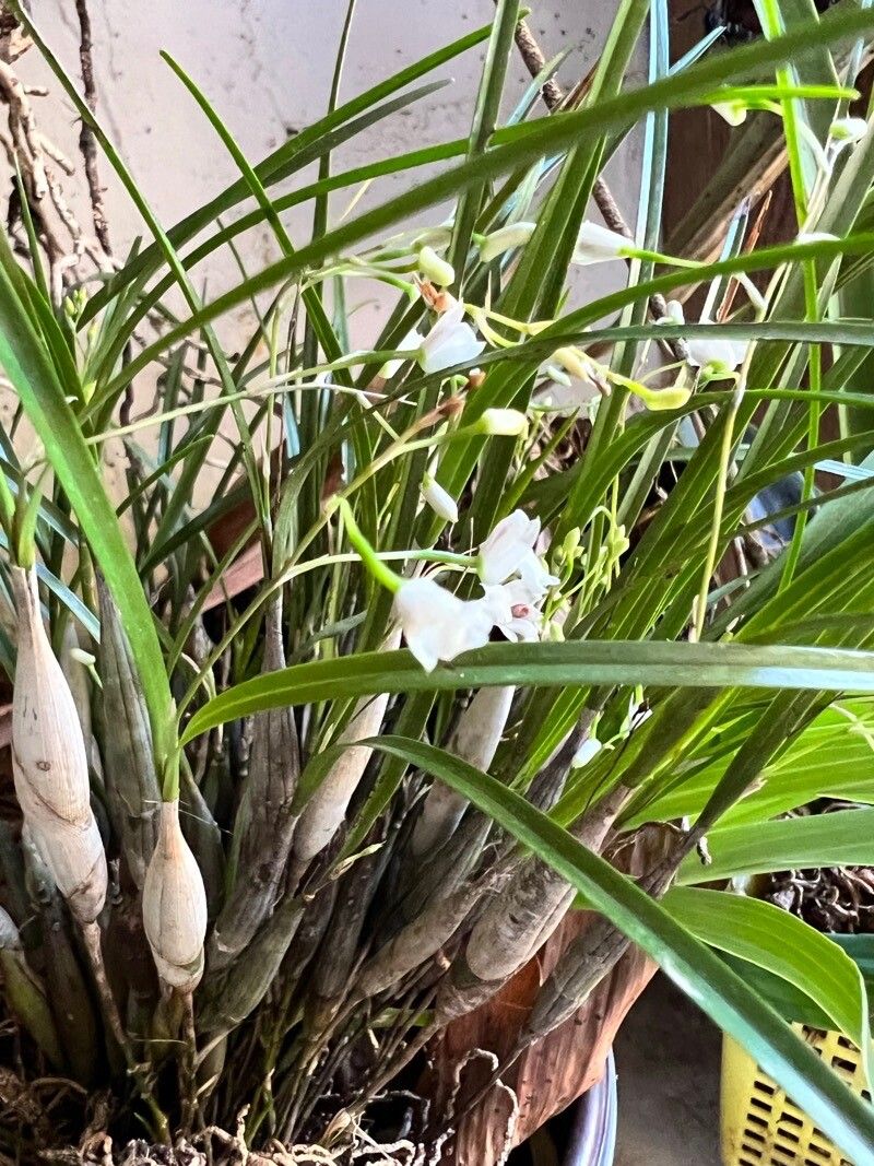 Scaphyglottis crurigera — related species from the same genus