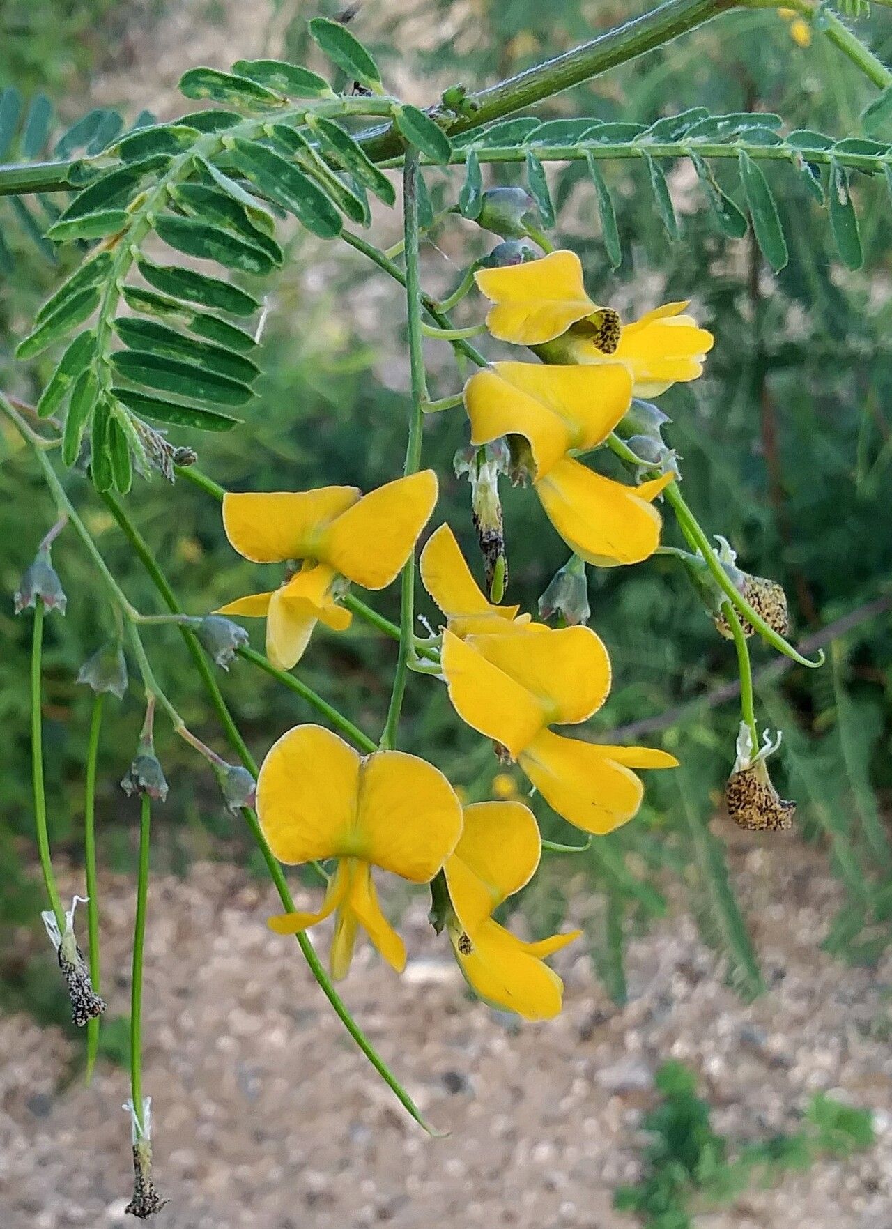 Sesbania sericea flower