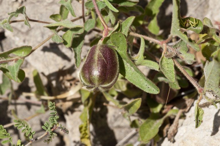 Aristolochia coryi fruit