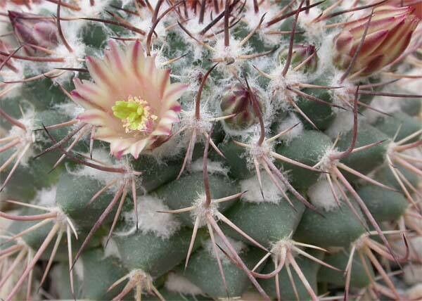 Mammillaria wagneriana — search result for 'Mammillaria'