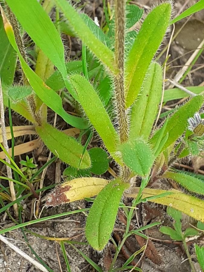 Myosotis discolor leaf