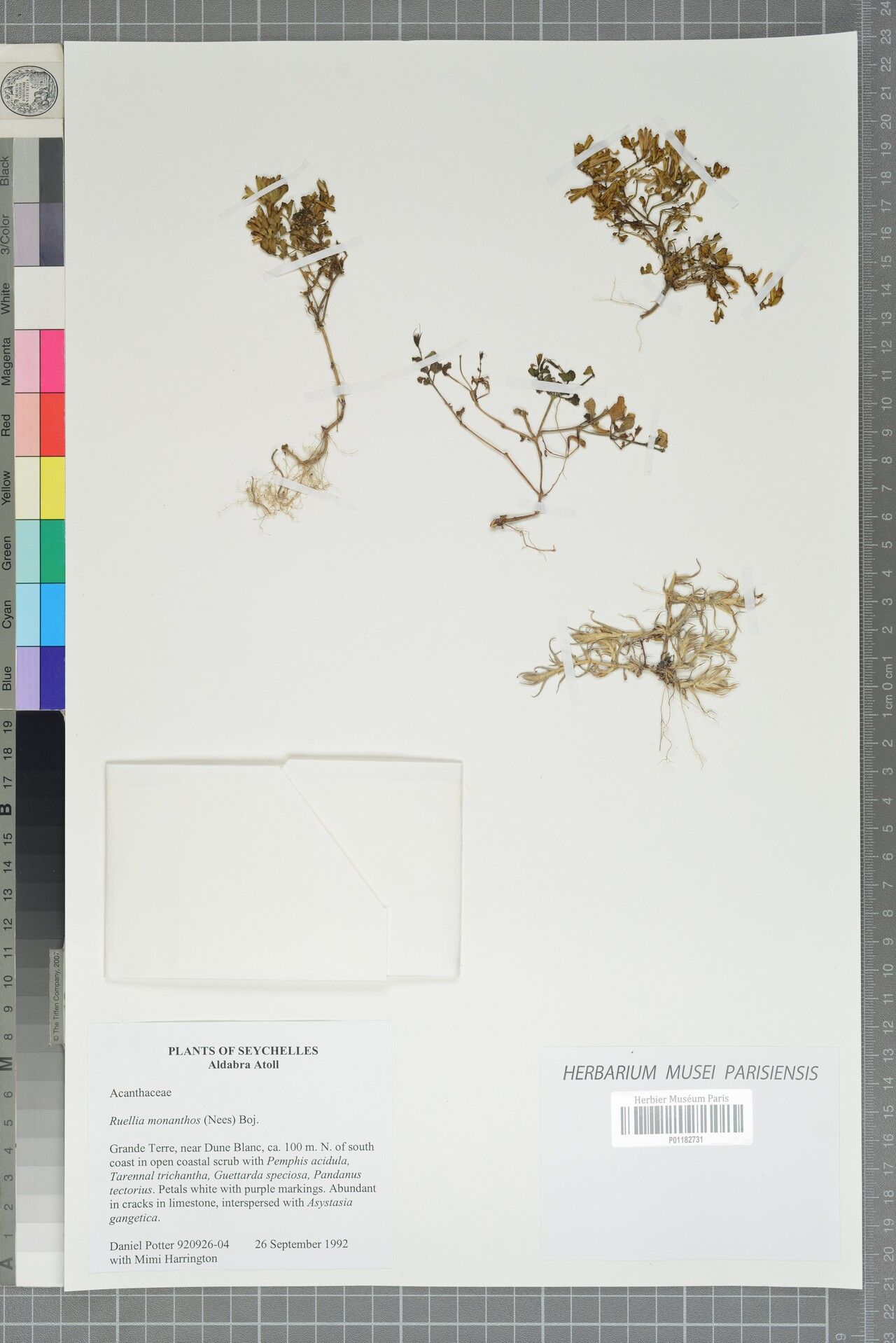 Ruellia monanthos — search result for 'Ruellia'