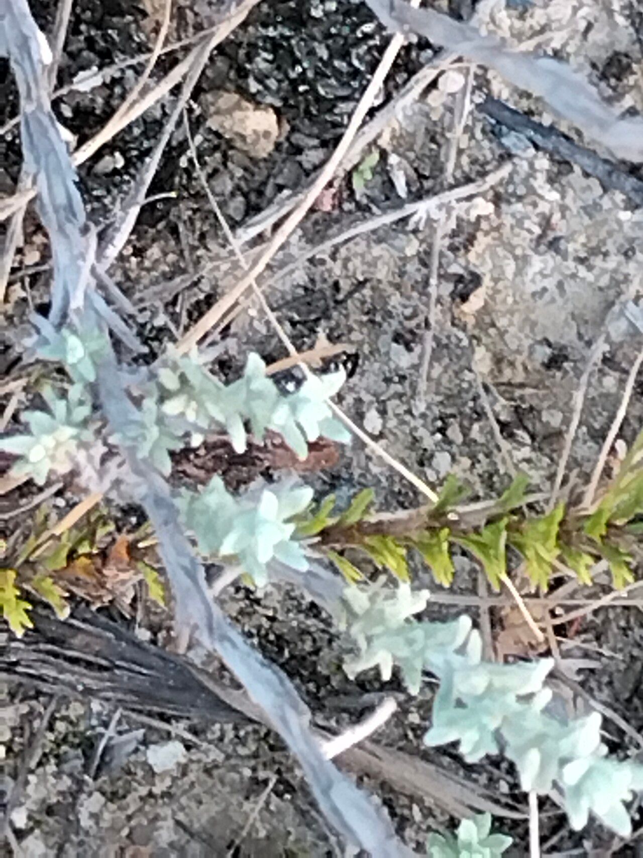 Helichrysum anomalum bark