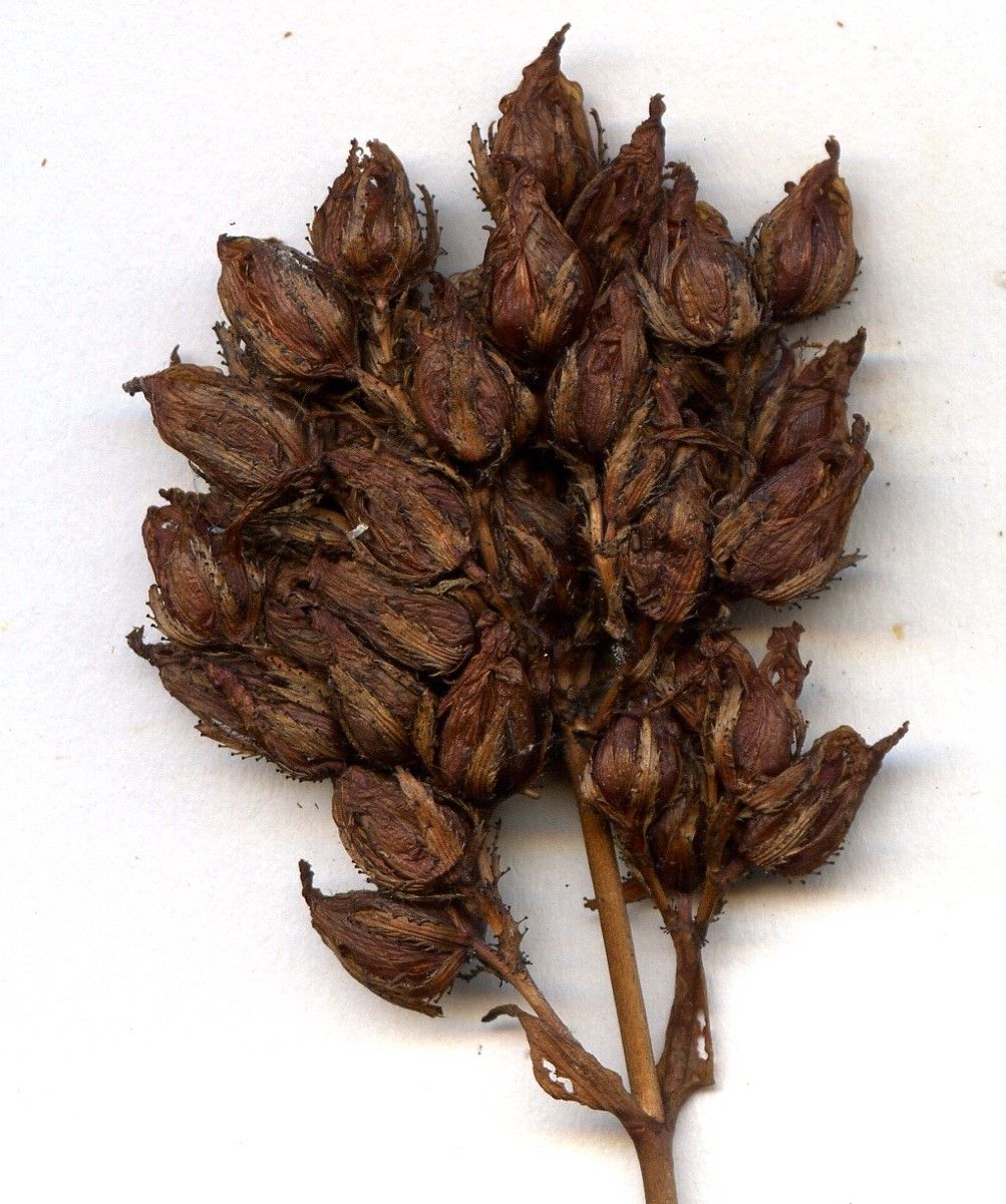 Hypericum montanum fruit