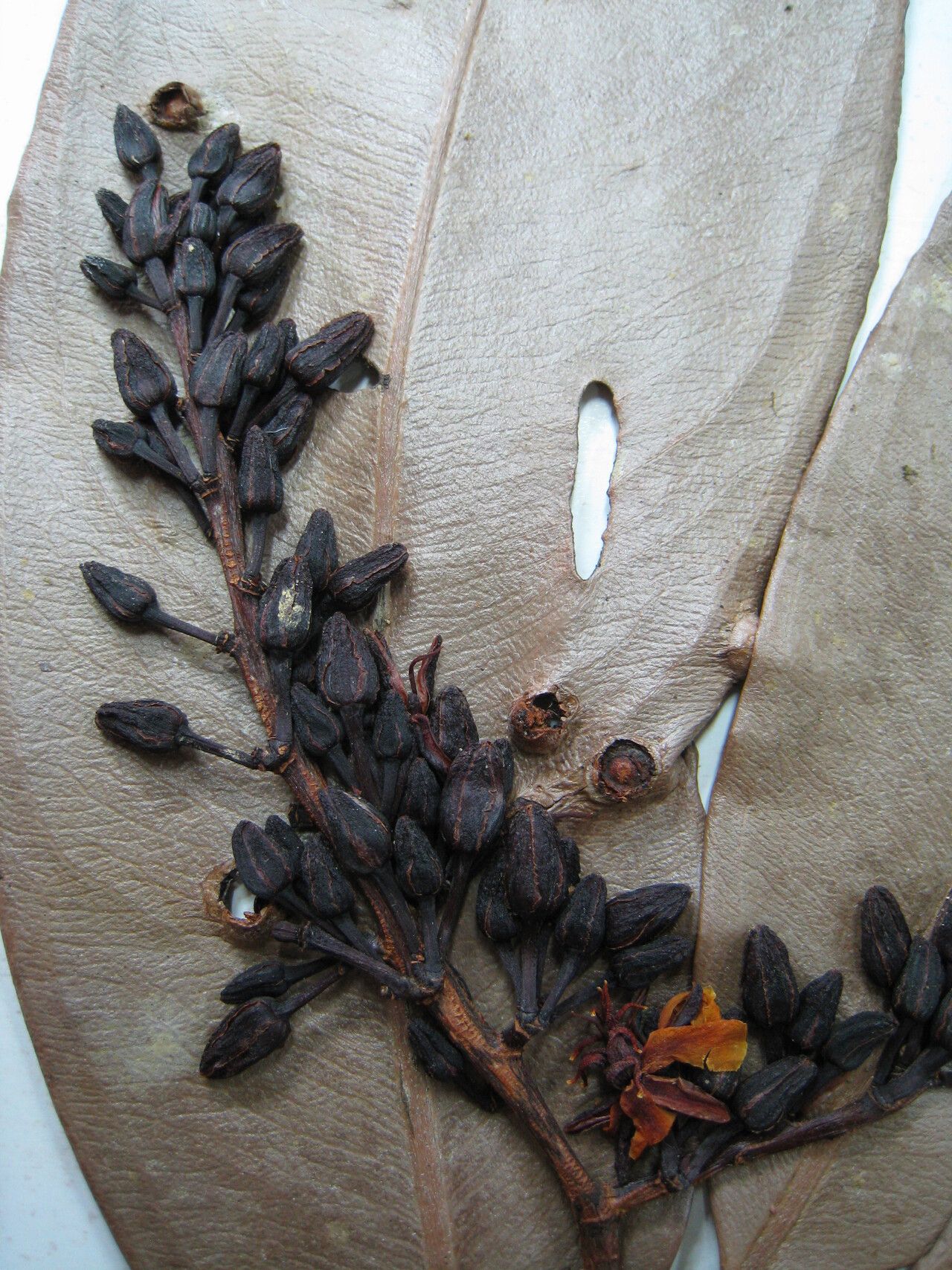 Ouratea cerebroidea other