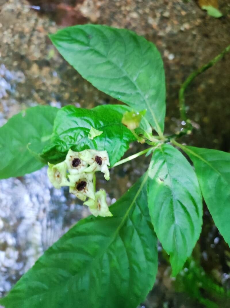 Gasteranthus osaensis — related species from the same genus