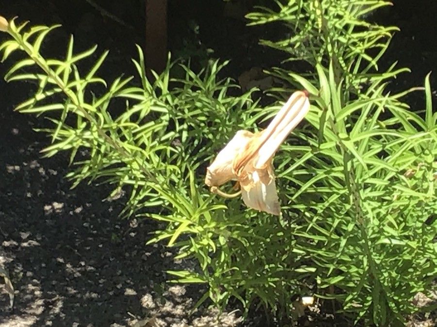 Lilium regale flower