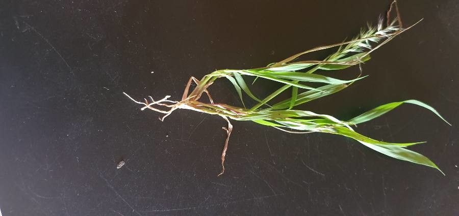 Dinebra retroflexa other