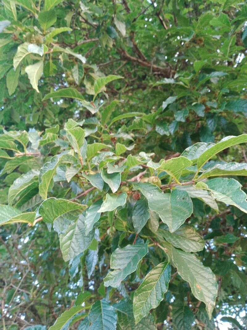 Campomanesia rhombea — houseplant care guide