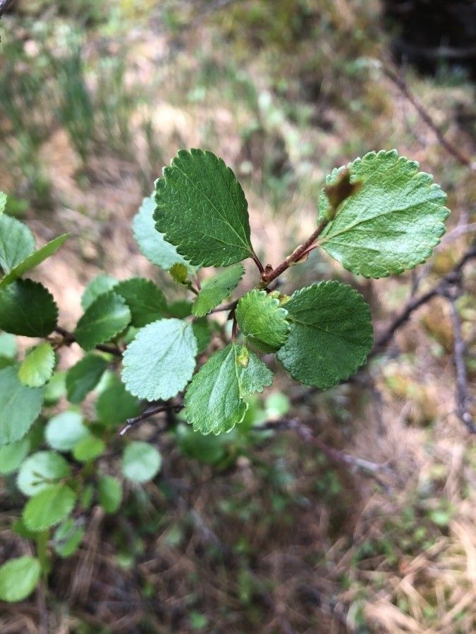 Betula glandulosa leaf