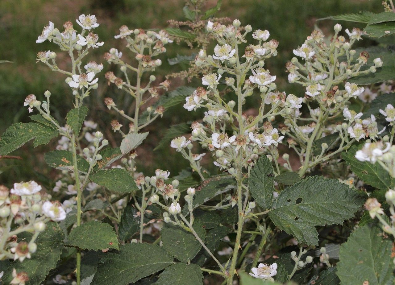 Rubus pericrispatus flower