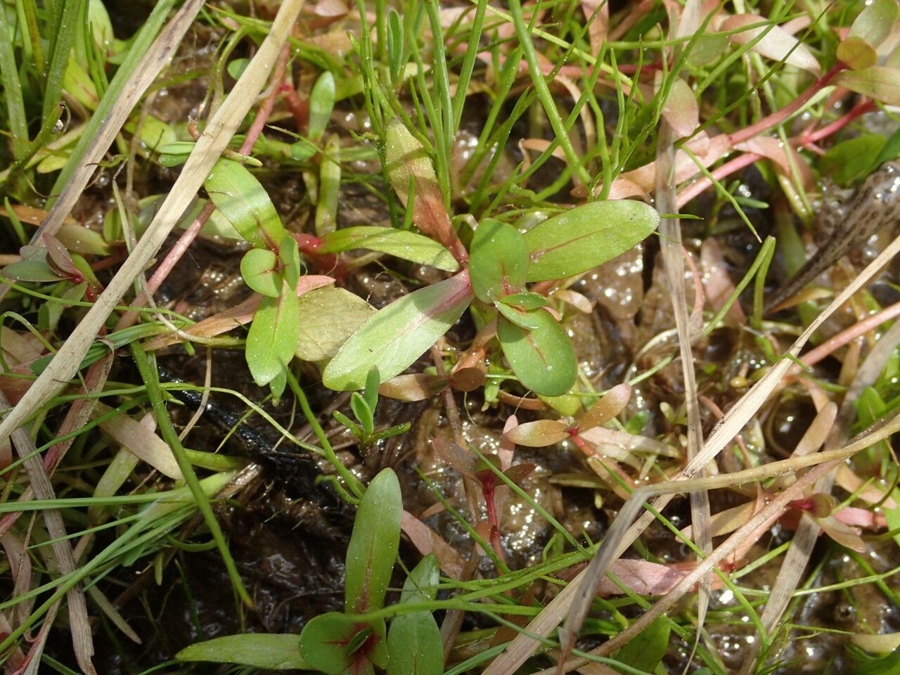 Lythrum portula leaf