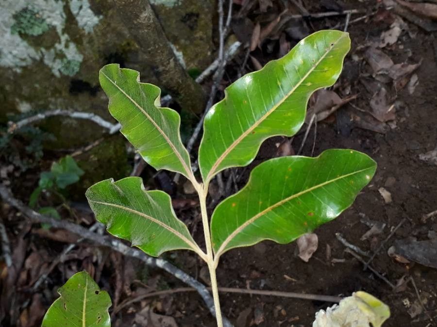 Podonephelium cristagalli — related species from the same genus