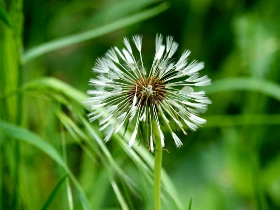 Taraxacum rubicundum flower