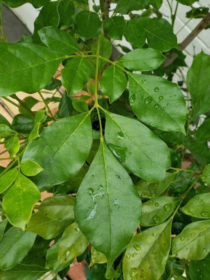 Radermachera hainanensis leaf