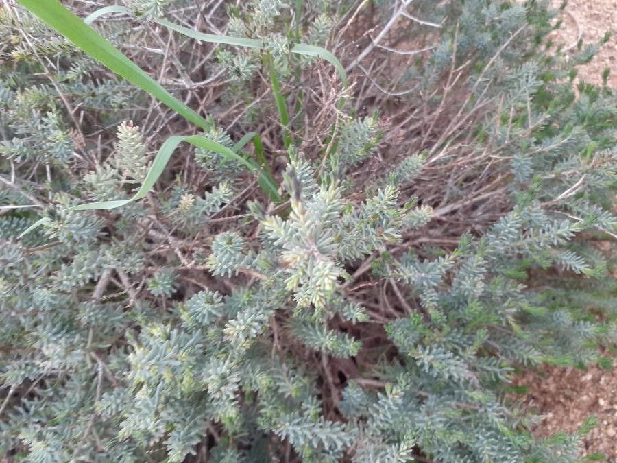 Lechenaultia biloba — search result for 'Goodeniaceae'