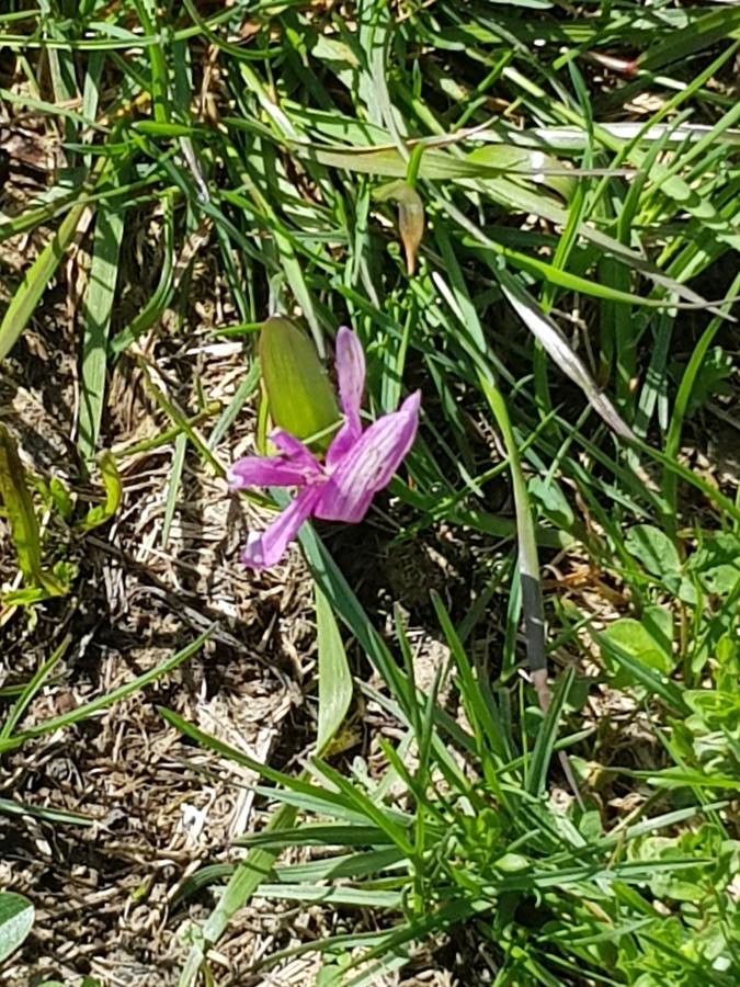 Arethusa bulbosa flower
