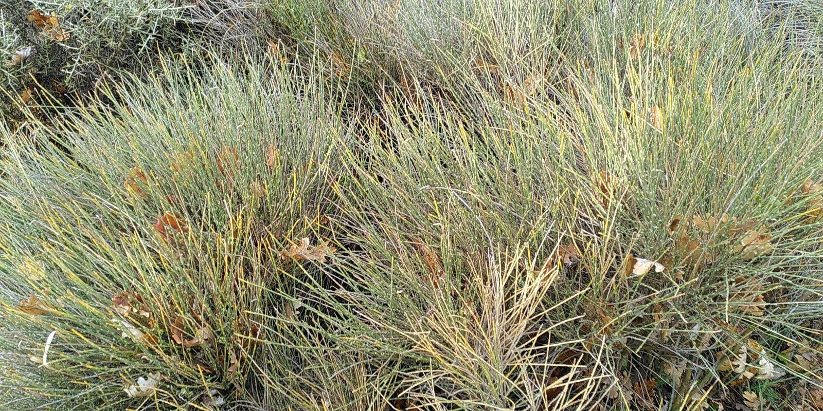 Genista ausetana — related species from the same genus