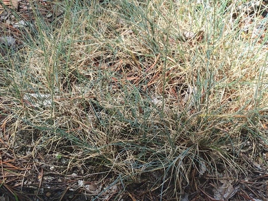 Festuca brigantina — houseplant care guide