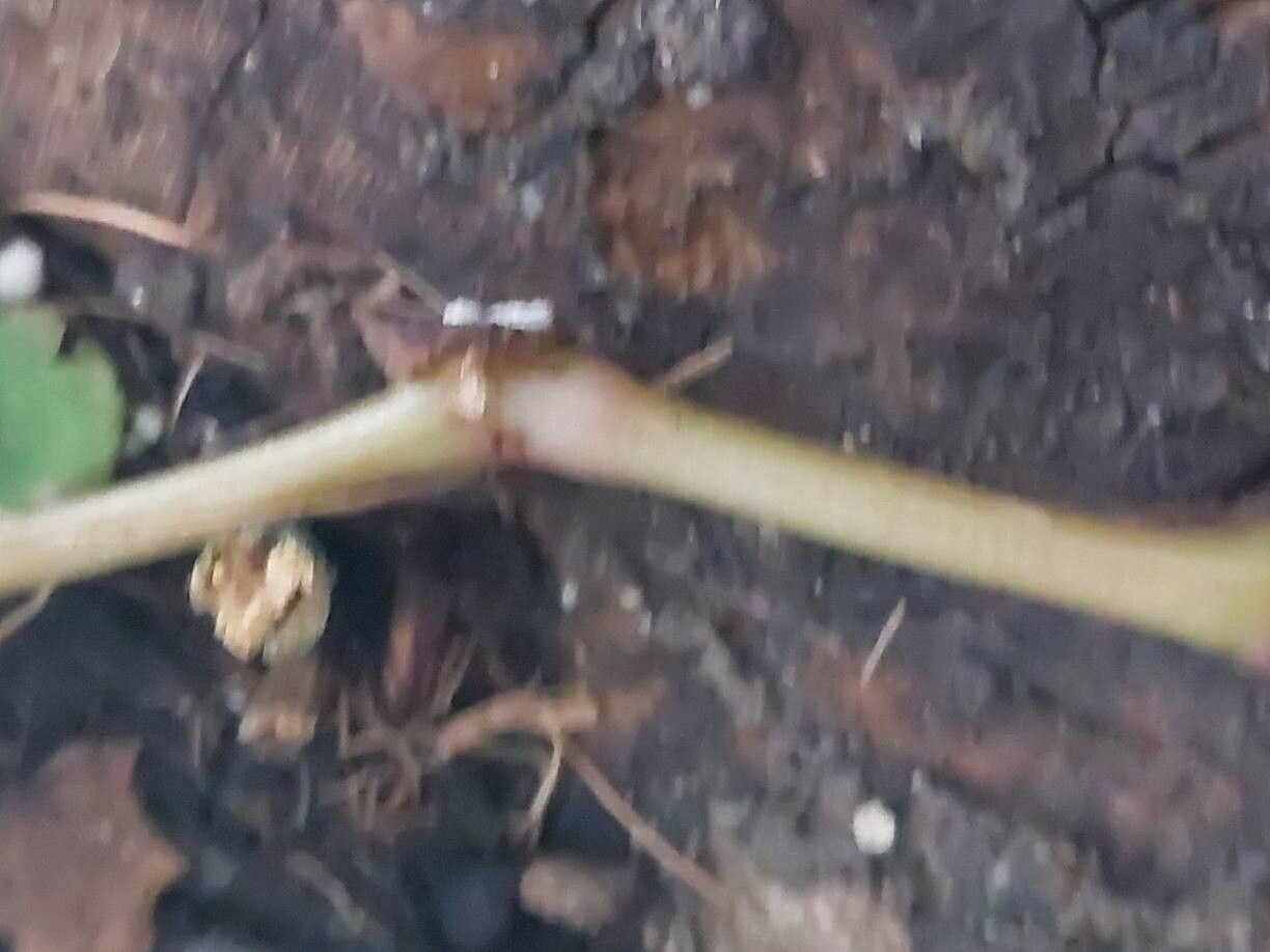 Begonia parvifolia bark