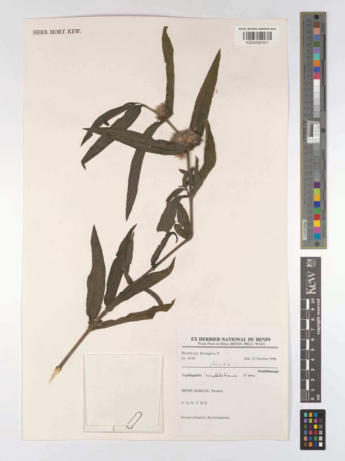 Lepidagathis diversa — houseplant care guide