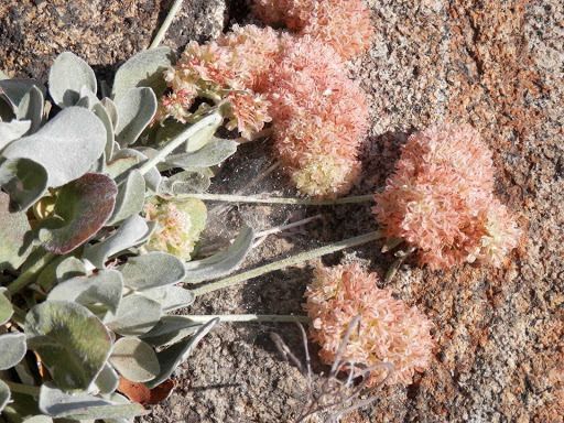 Eriogonum lobbii habit
