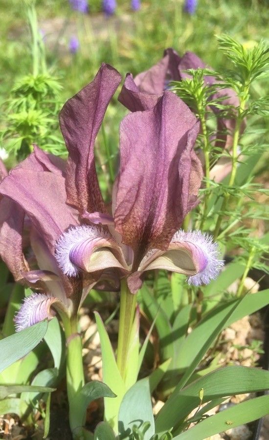 Iris suaveolens flower