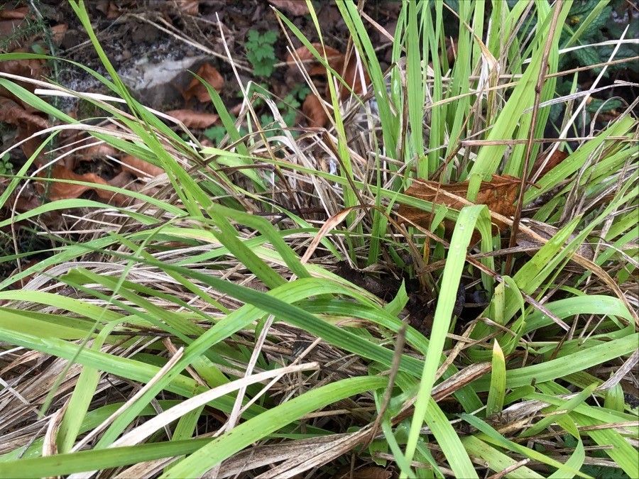 Arrhenatherum longifolium — related species from the same genus