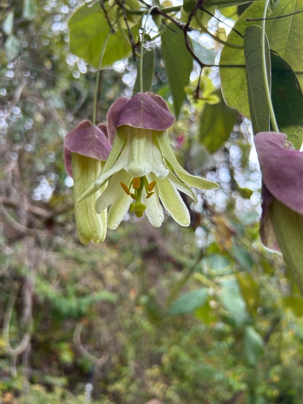 Passiflora membranacea — houseplant care guide