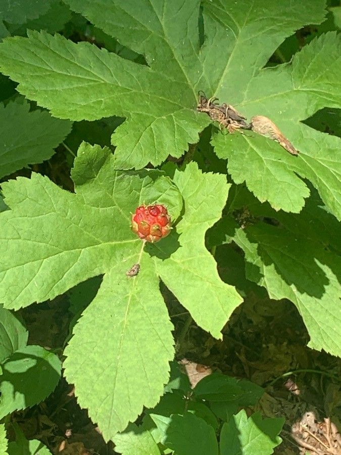 Hydrastis canadensis fruit