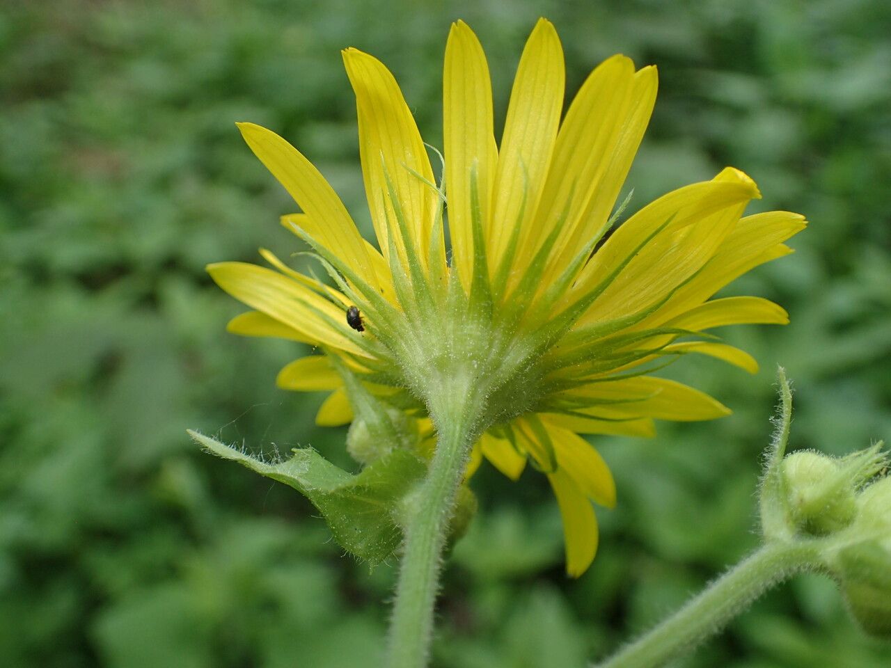 Doronicum pardalianches flower