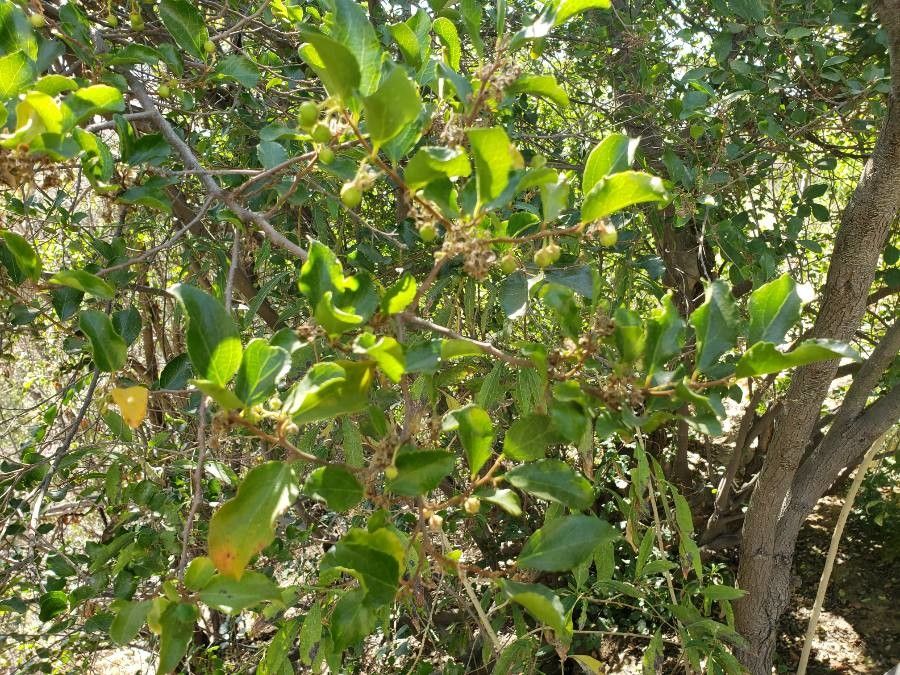 Azara celastrina — related species from the same genus