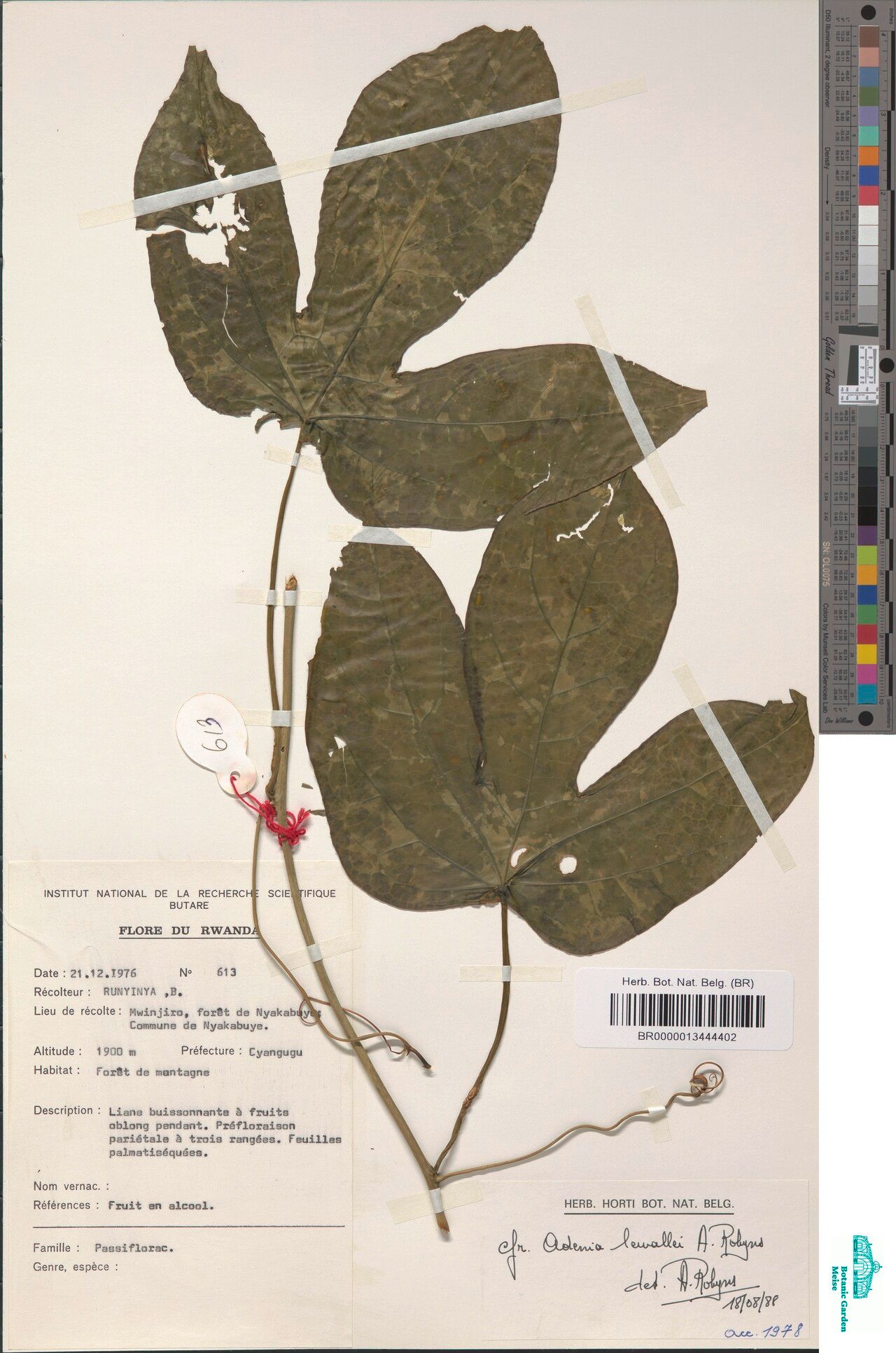 Adenia lewallei — houseplant care guide