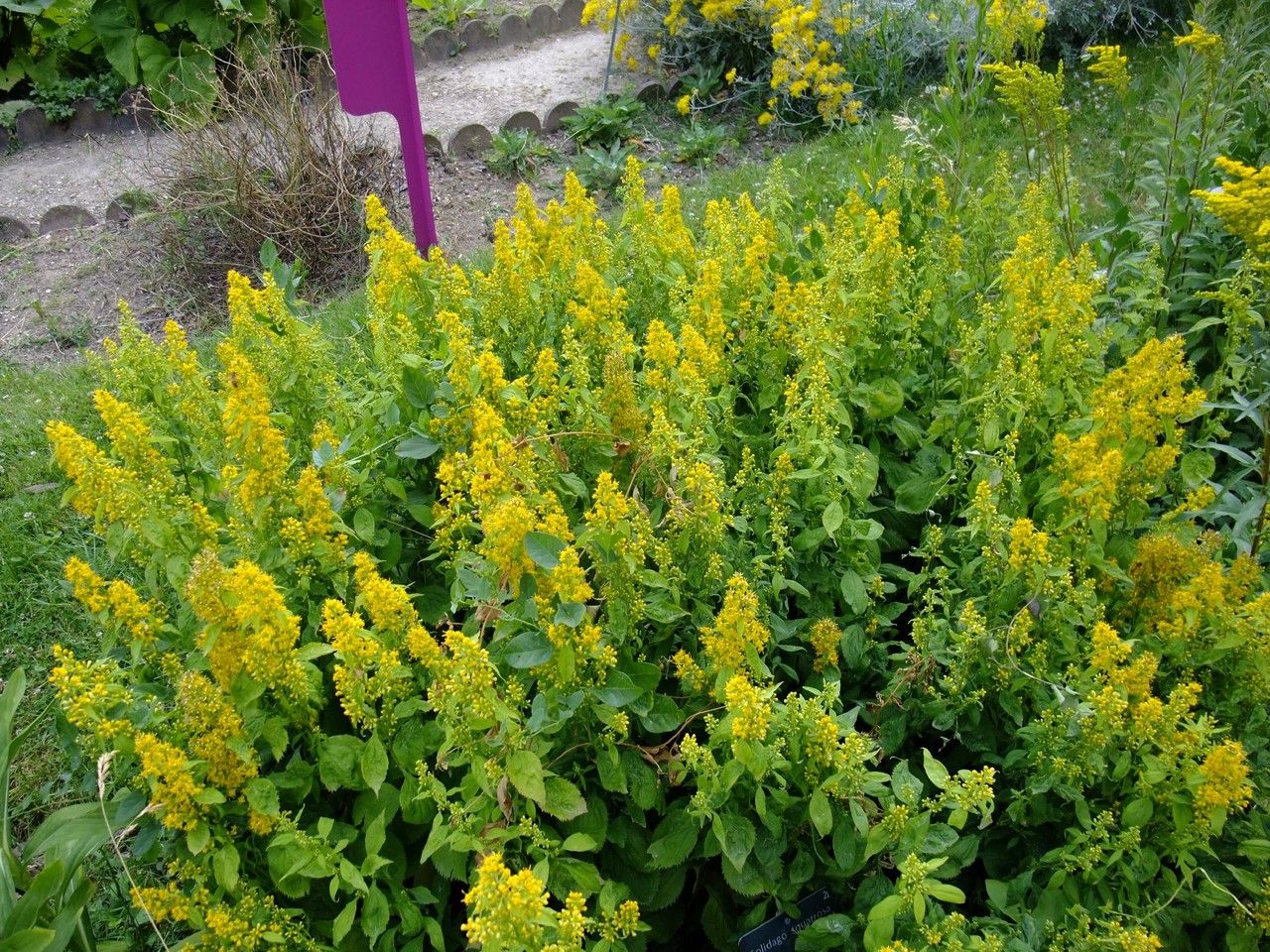 Solidago squarrosa habit