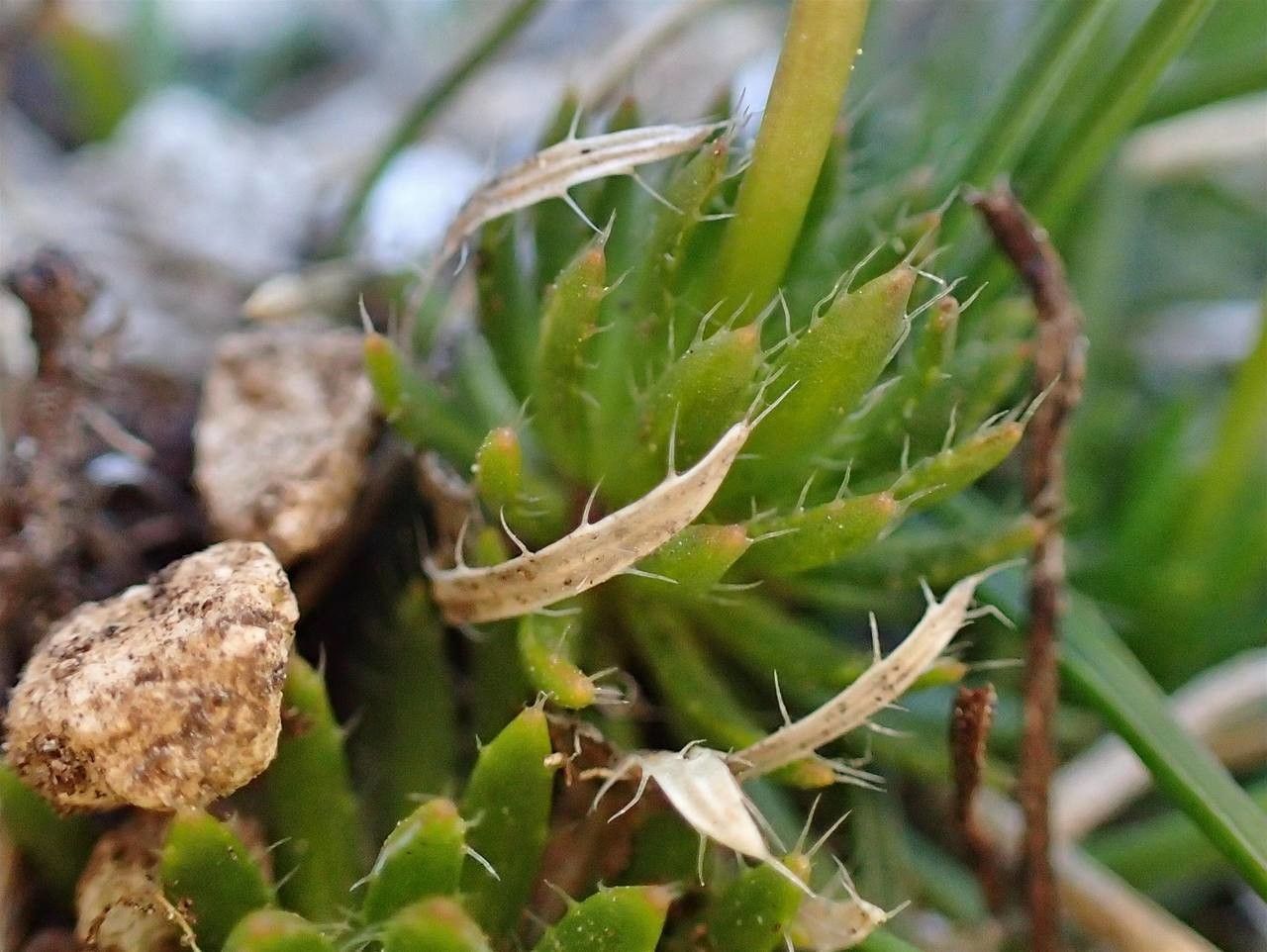 Draba aizoides fruit