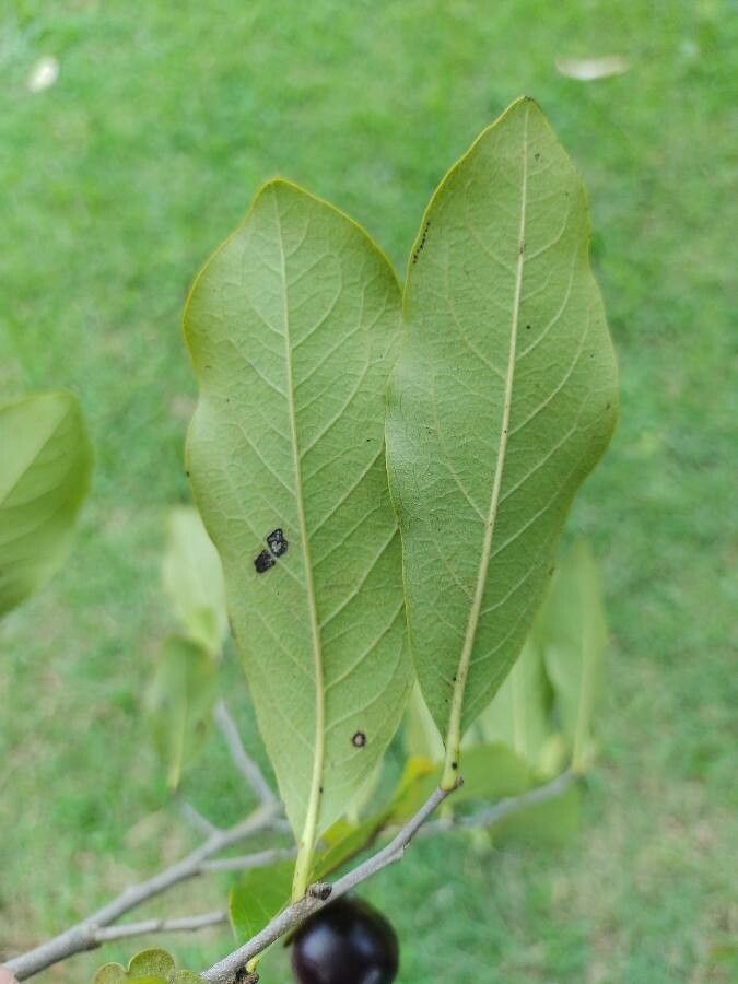 Diospyros inconstans leaf