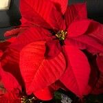 Euphorbia pulcherrima