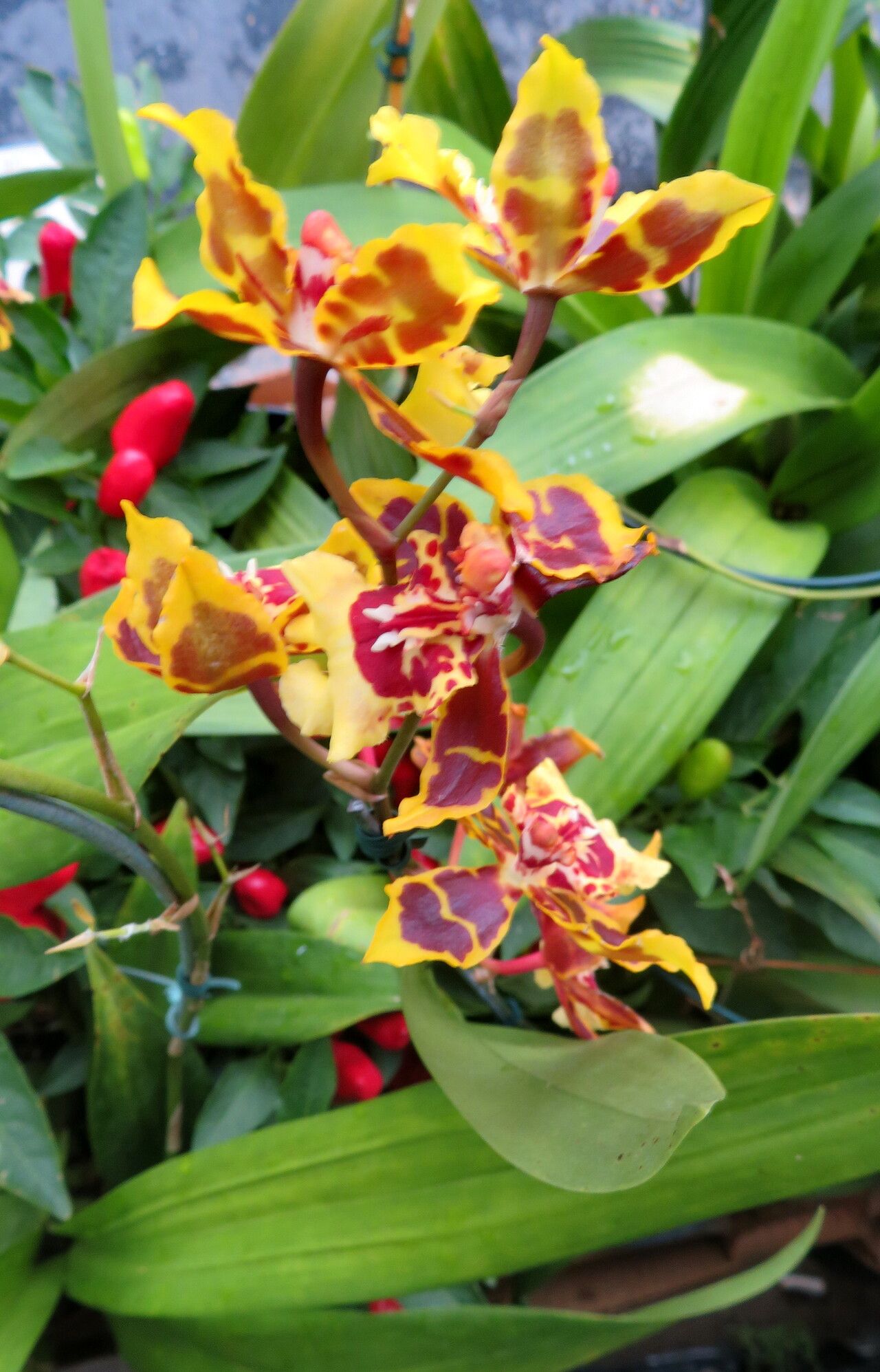 Oncidium crocidipterum habit