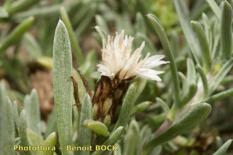 Atractylis arbuscula fruit