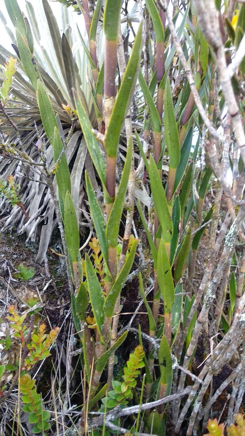 Epidendrum zipaquiranum leaf