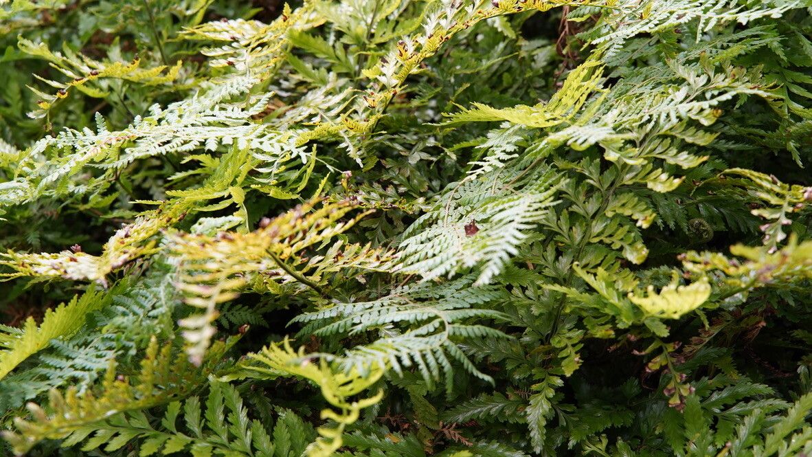 Asplenium lamprophyllum — houseplant care guide