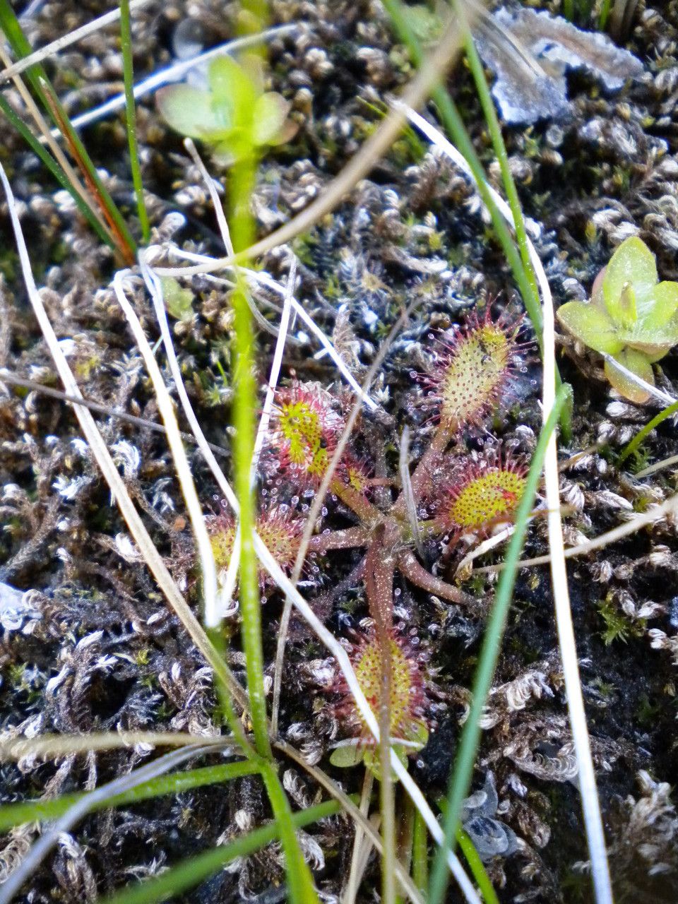 Drosera anglica habit