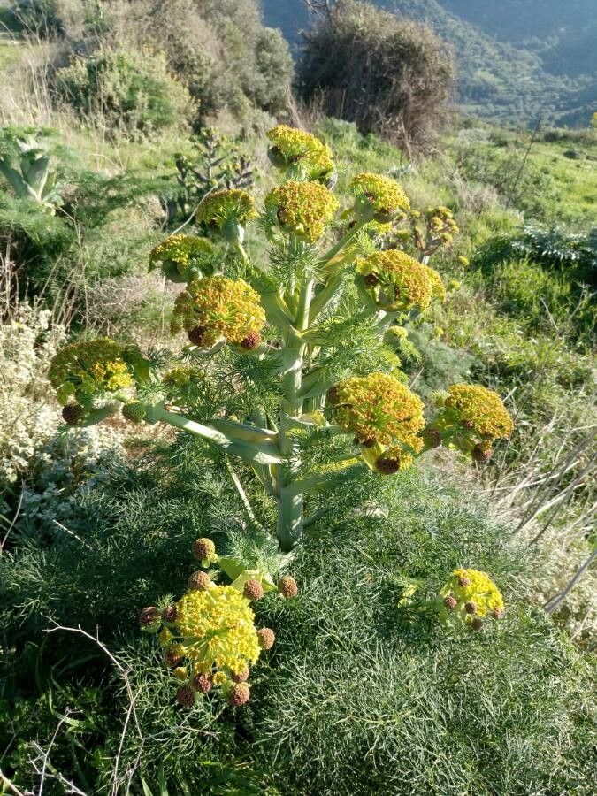 Ferula communis flower