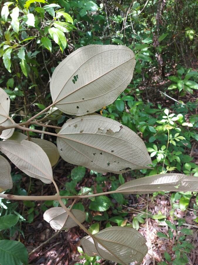 Miconia argentea leaf
