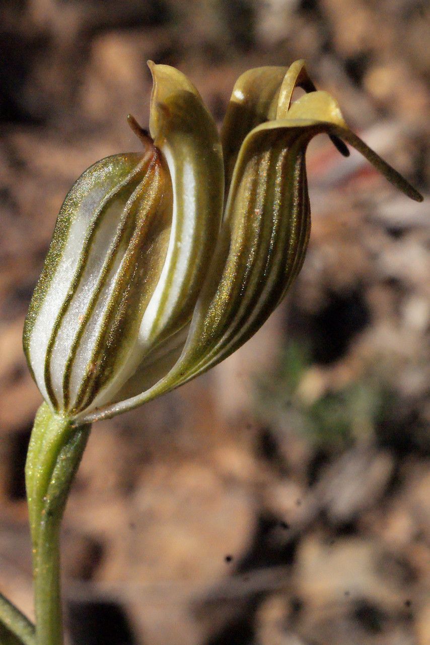 Pterostylis recurva flower