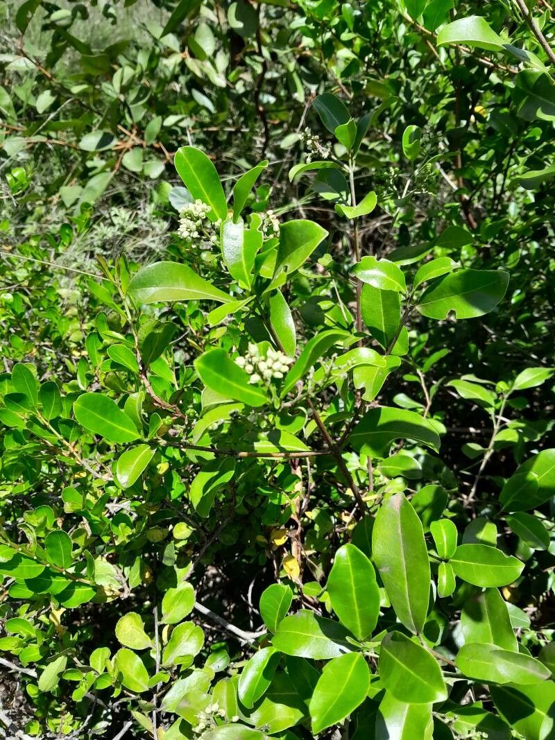 Melicope madagascariensis habit