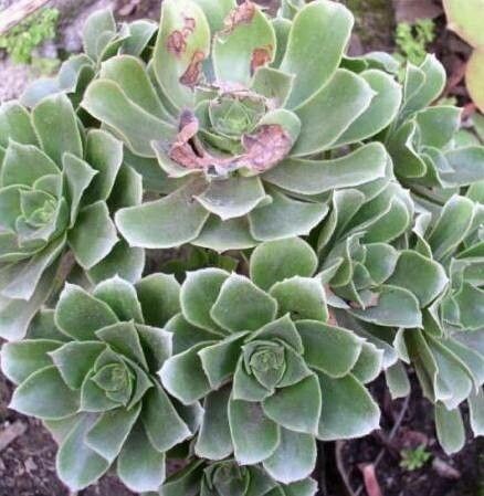 Aeonium × bollei — search result for 'Aeonium'