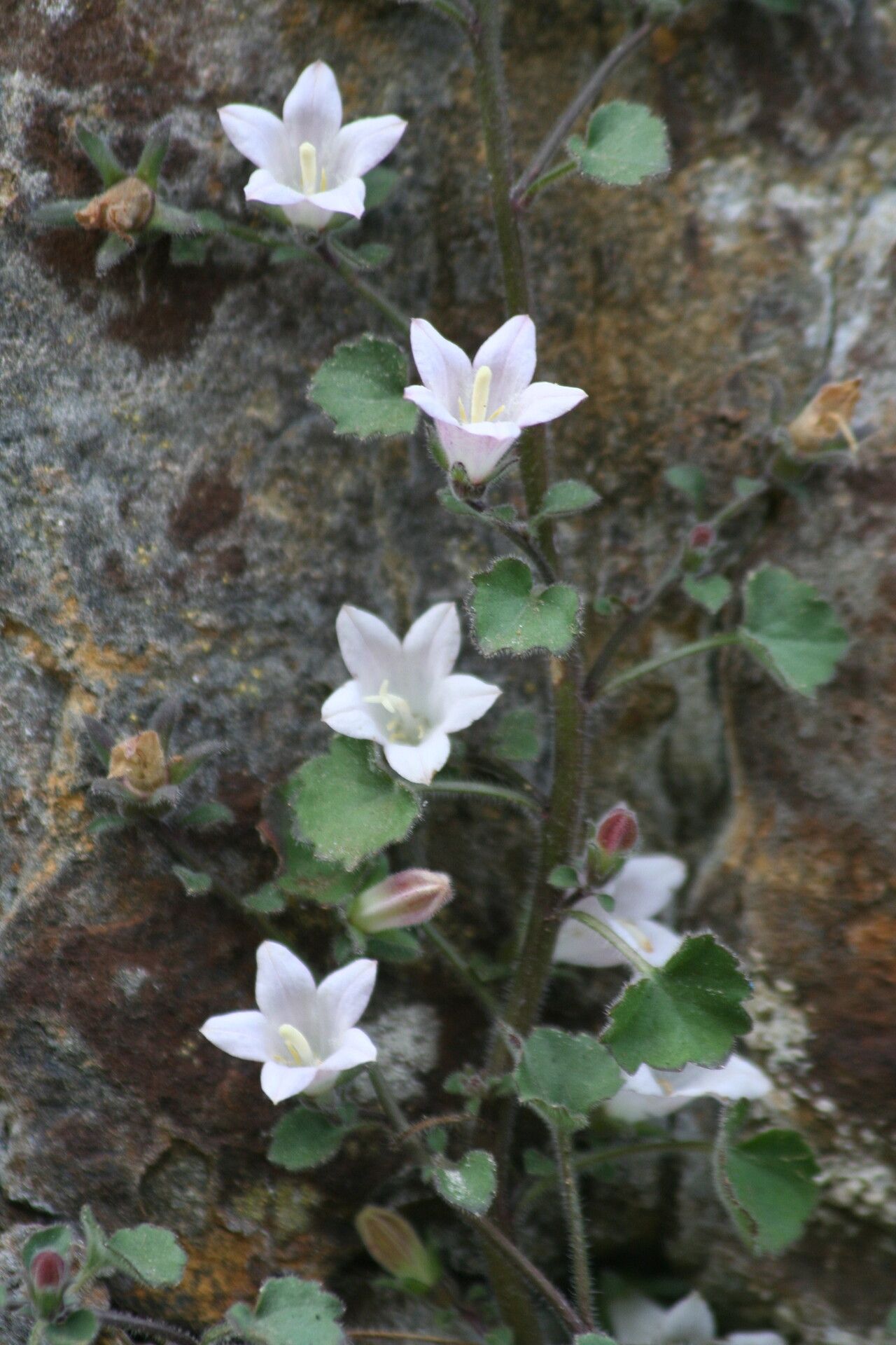 Campanula sartorii — houseplant care guide